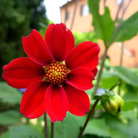 Poggio La Fioraia * Filettole
